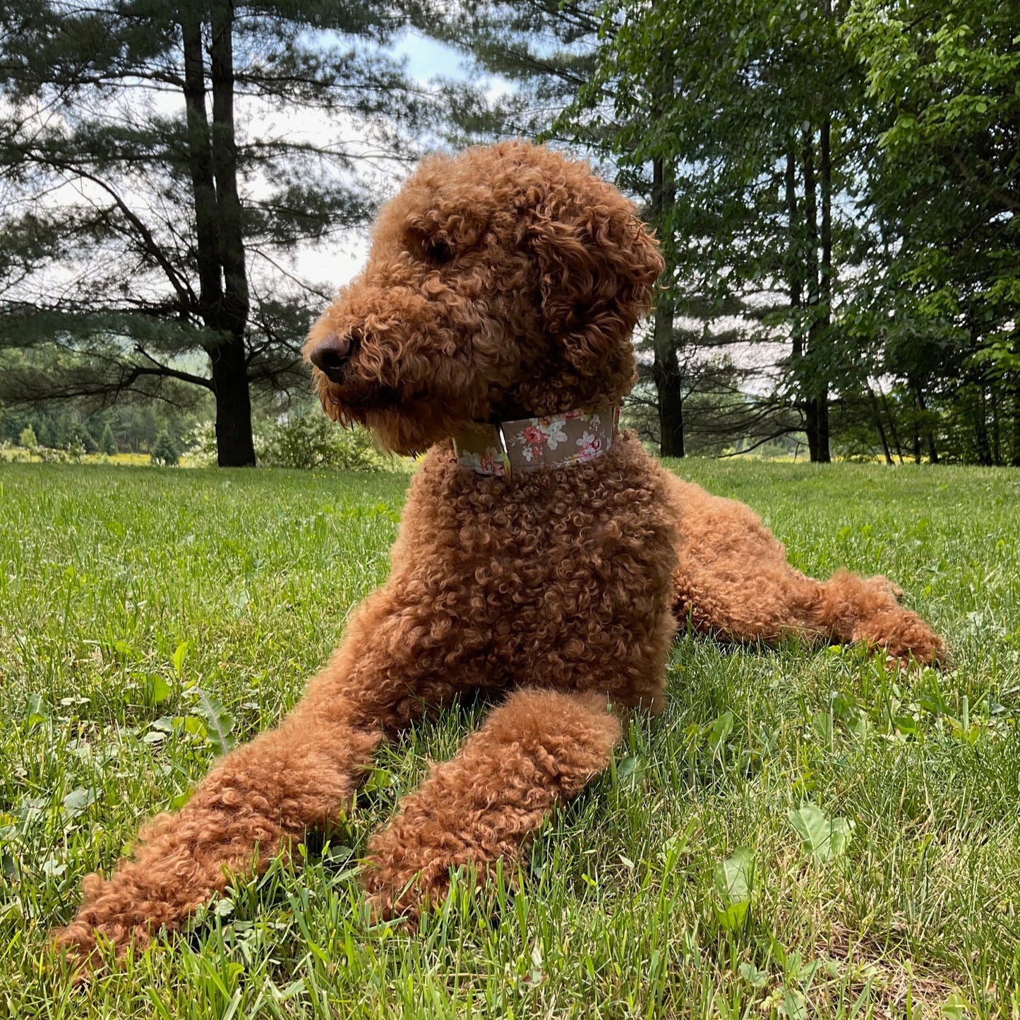 Collier pour Chien Bruxelles