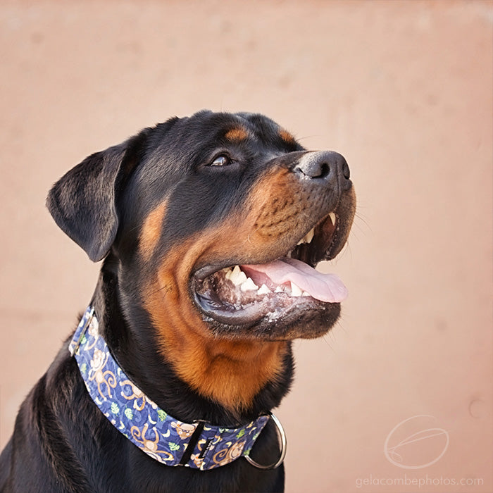 Collier pour Chien Singes