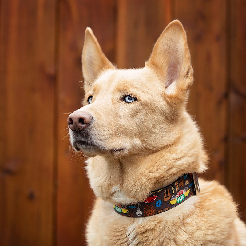 Friends Dog Collar