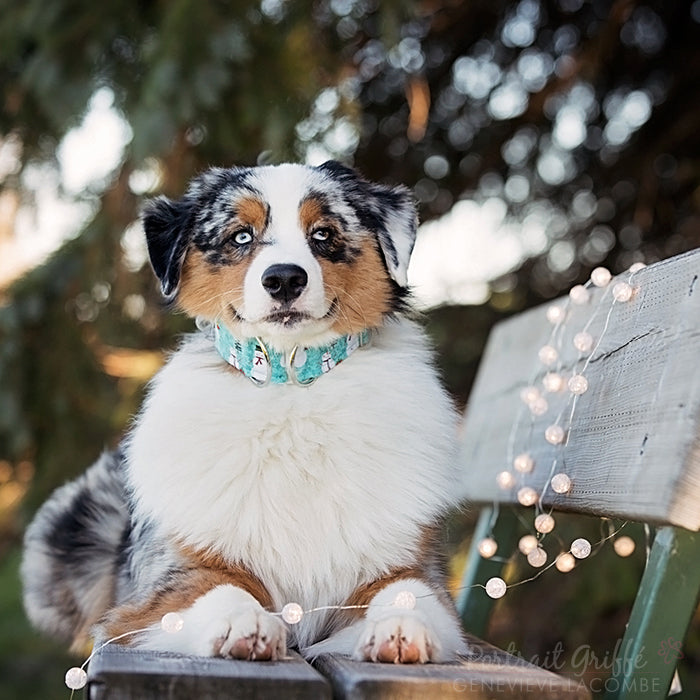 Snowman Dog Collar