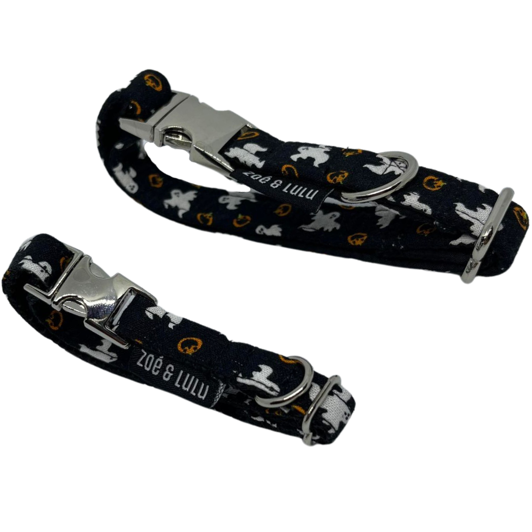 Collier pour Chien Casper