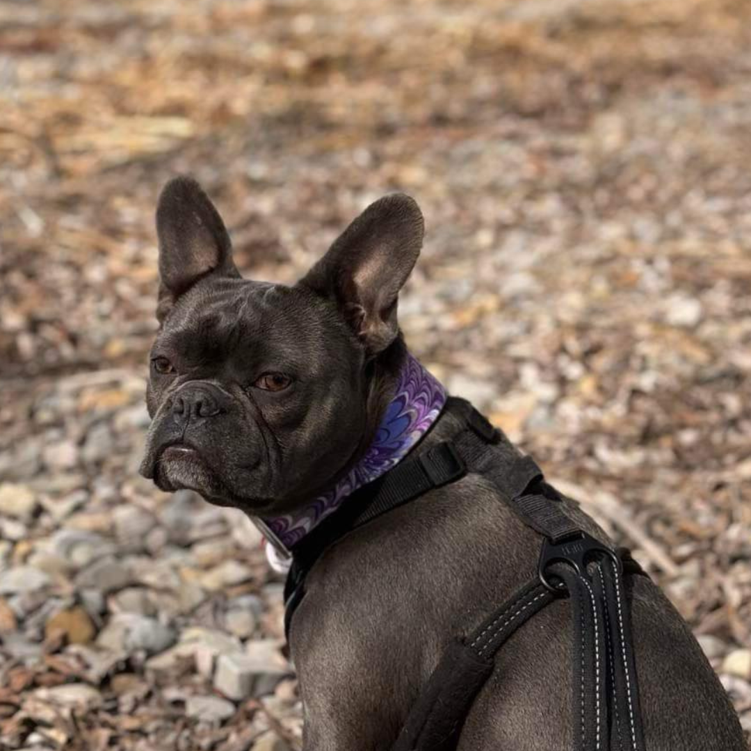 Collier pour Chien Alexandria