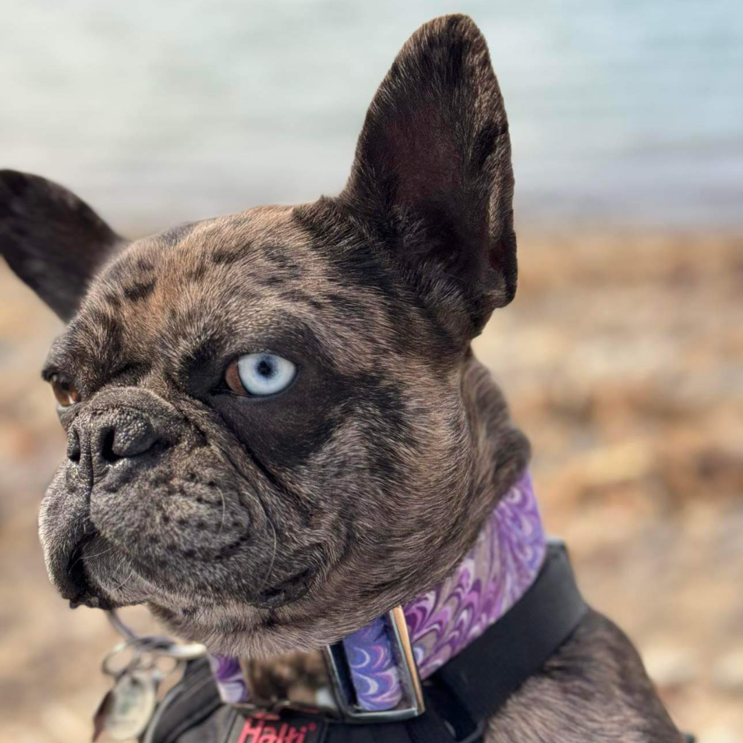 Collier pour Chien Alexandria