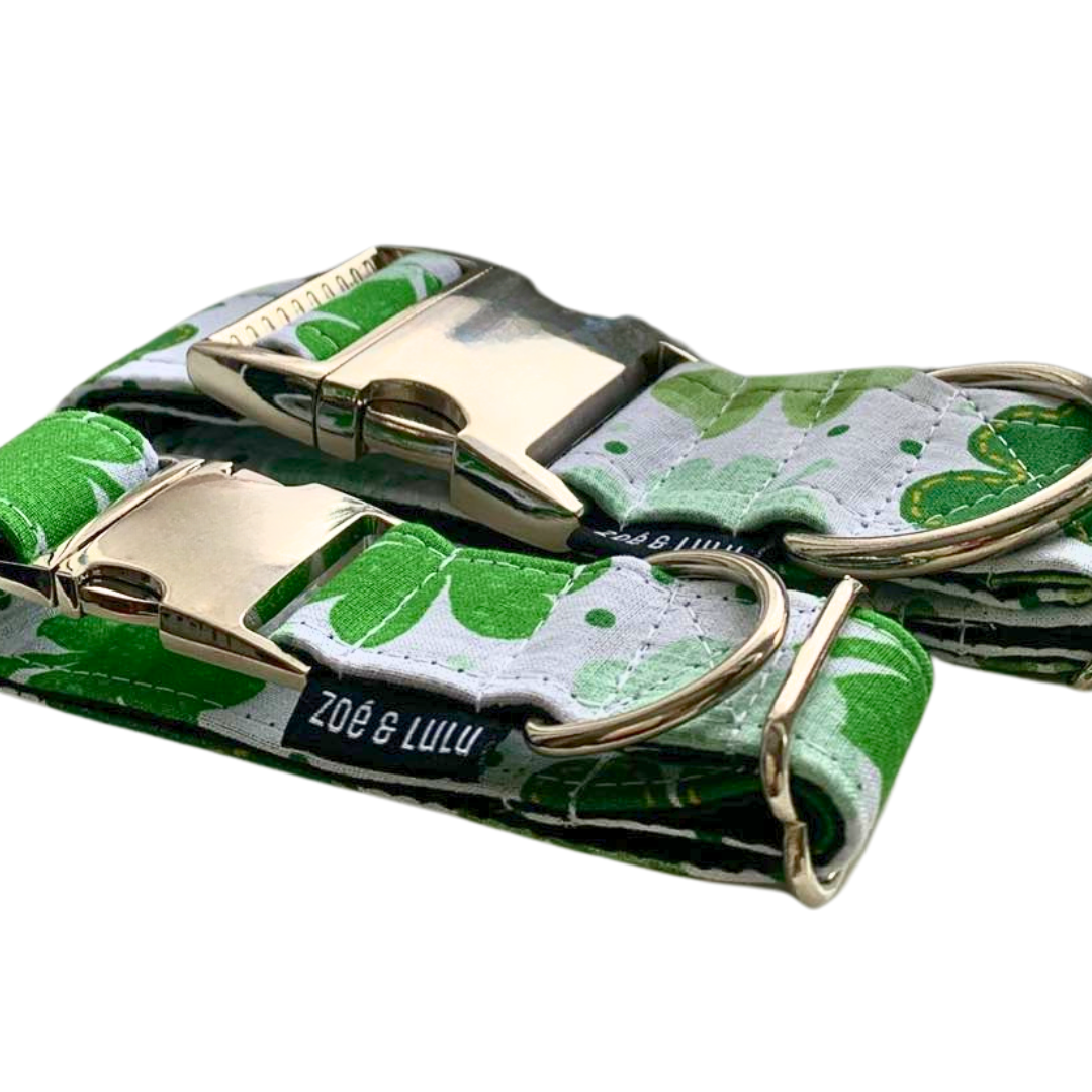 Collier pour Chien Dublin