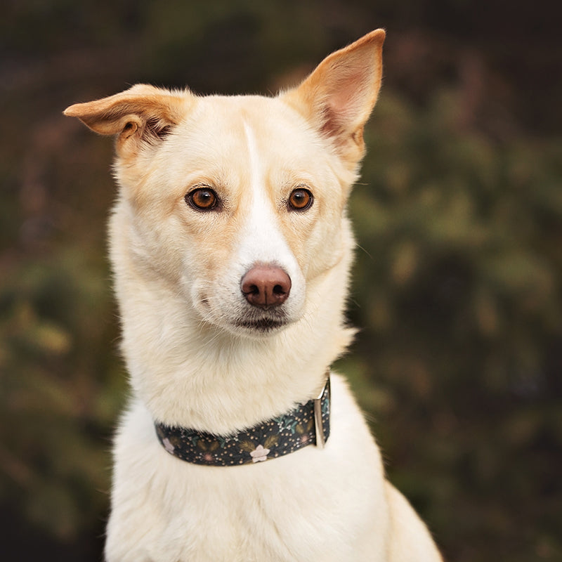 Collier pour Chien Étoiles Hivernales