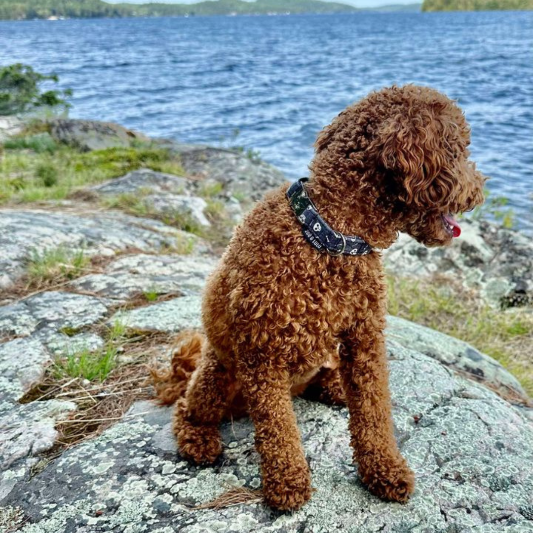 Collier pour Chien Franklin