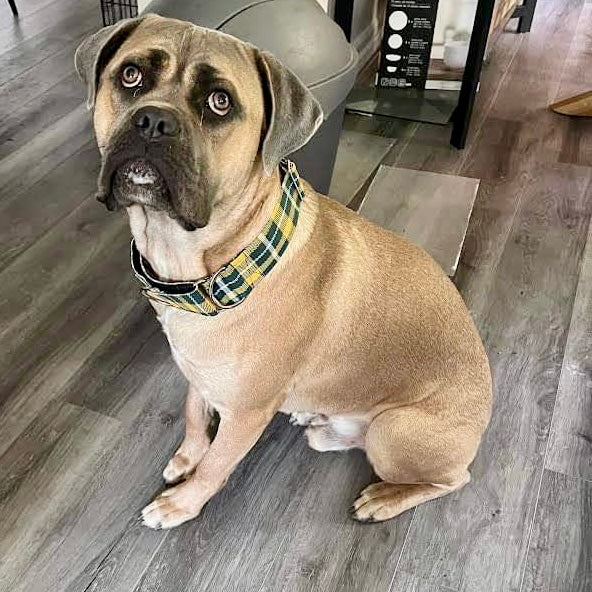 Collier pour Chien Green Bay