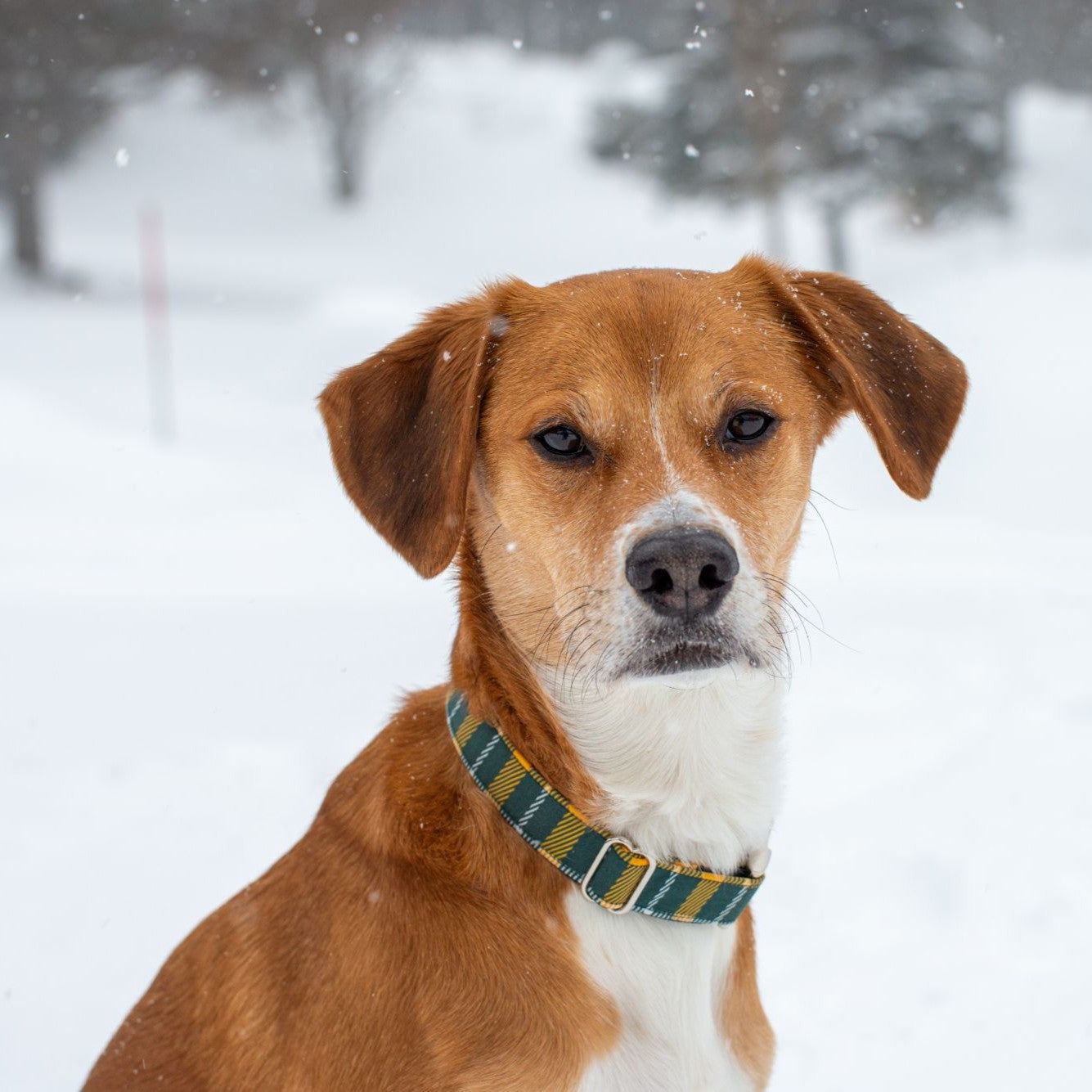 Collier pour Chien Green Bay