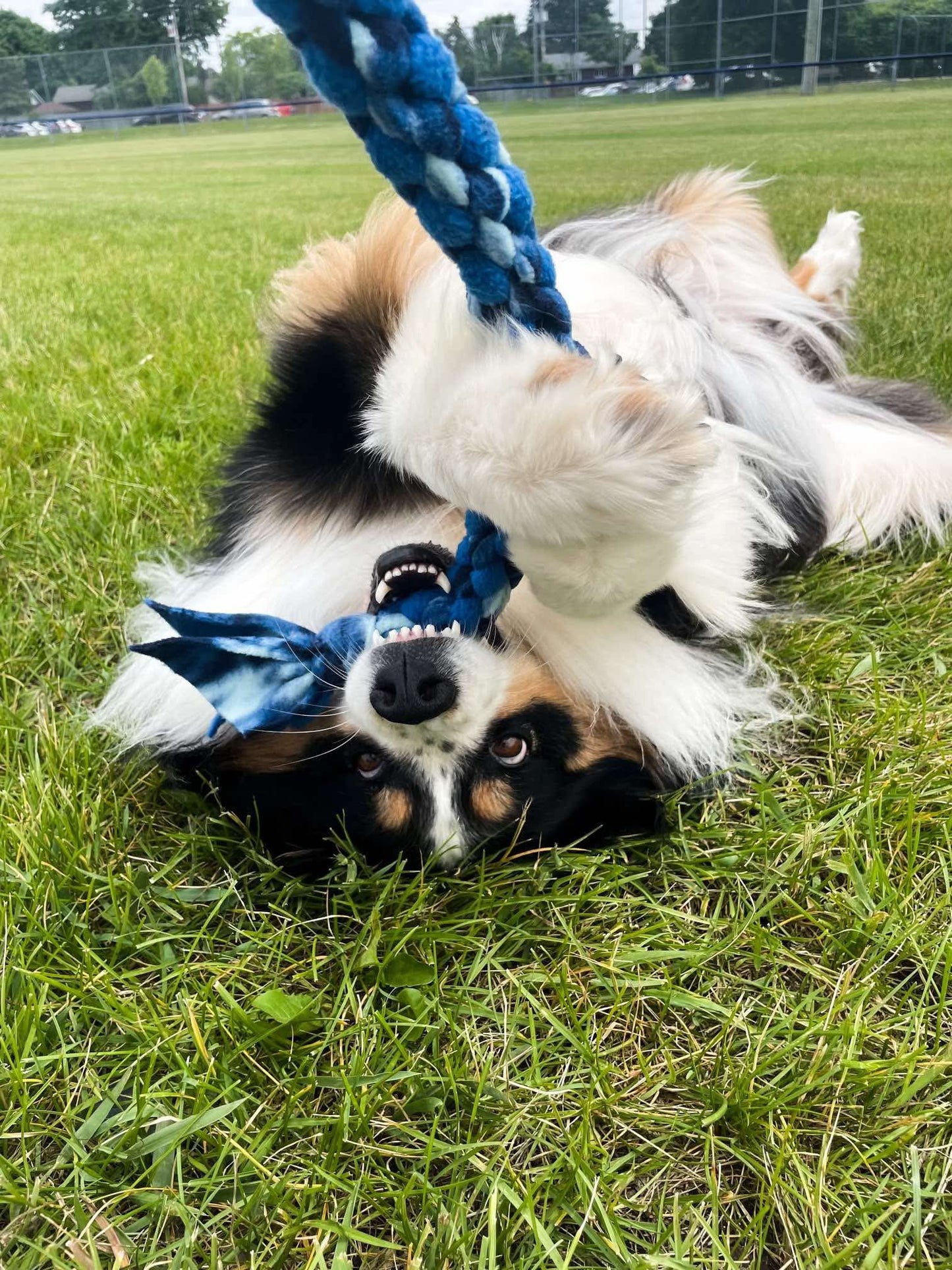 Grand Tug en Polar pour Chien