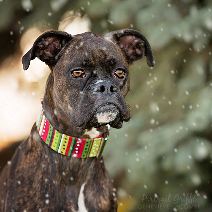 Collier pour Chien Rigaudon