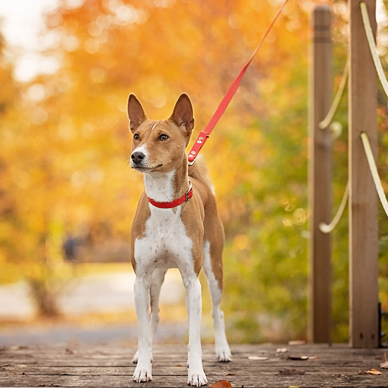 Laisse Splash 5/8" Simple