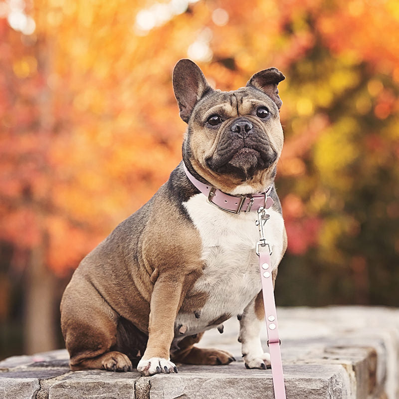 Collier pour Chien Splash 1"