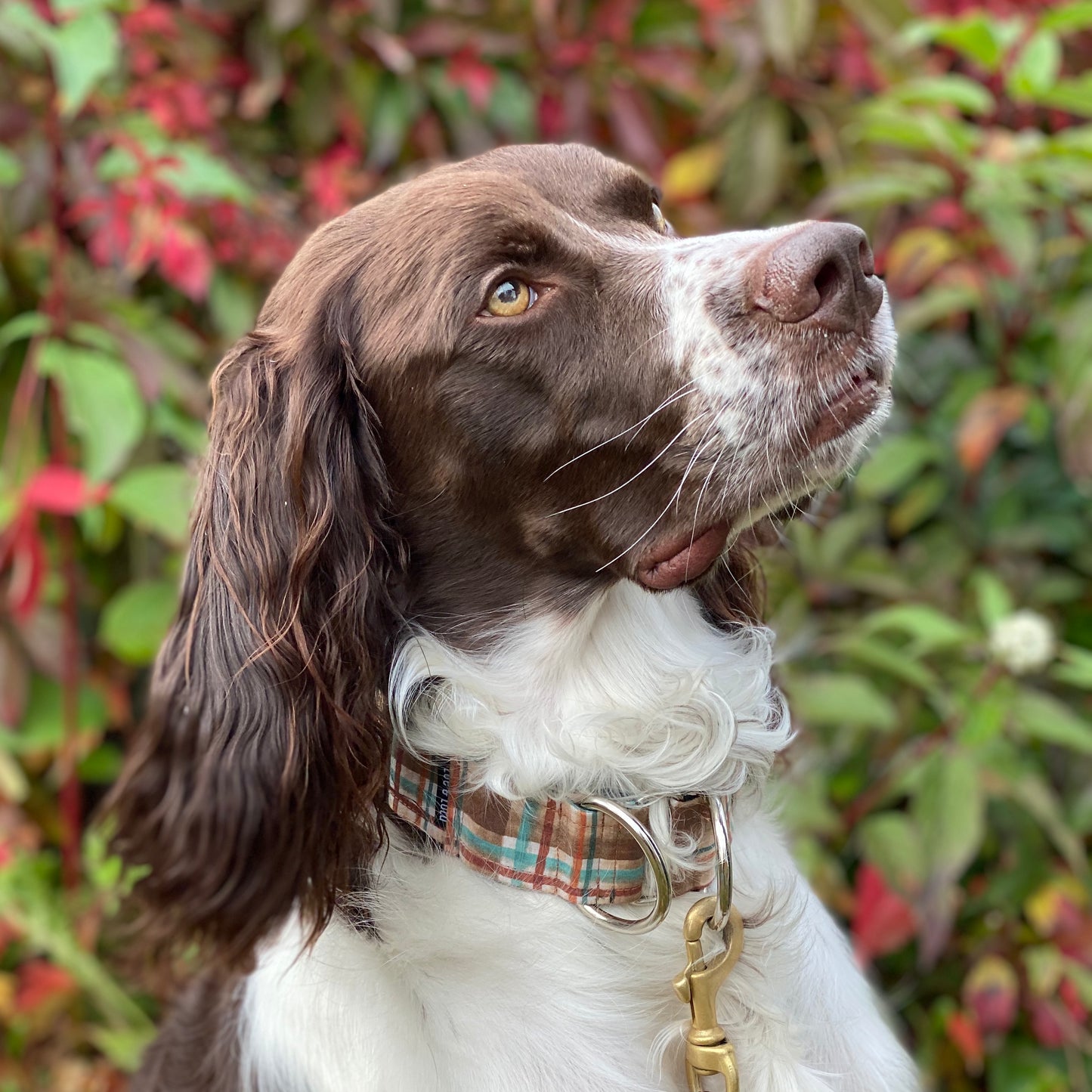 Collier pour Chien Winnipeg