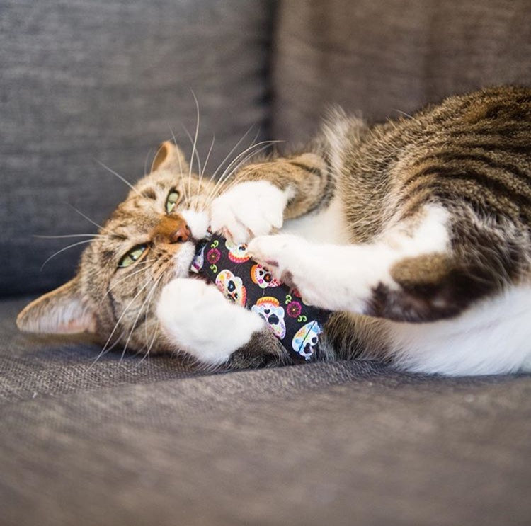 Jouet pour Chat à l'Herbe à Chat
