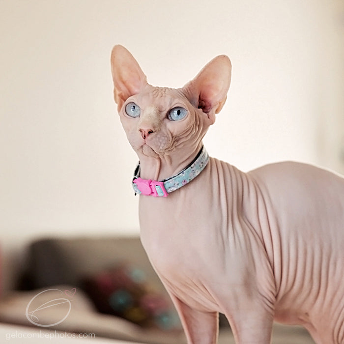 Collier pour Chat O'ahu