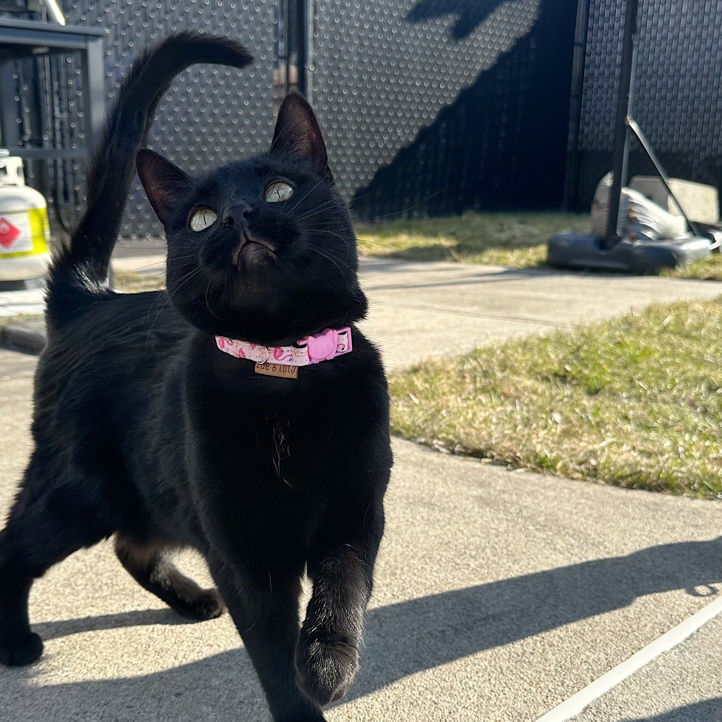 Flamingo Cat Collar