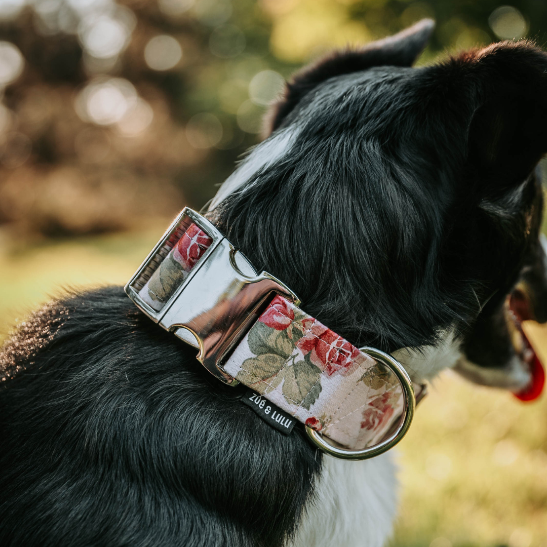 Collier pour Chien La Valette