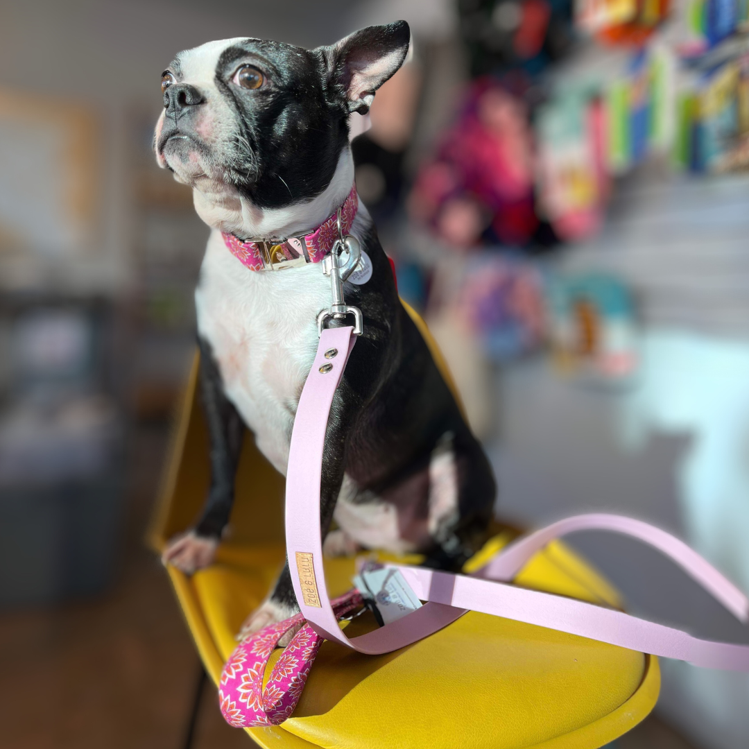 Laisse Splash Hybride Rome