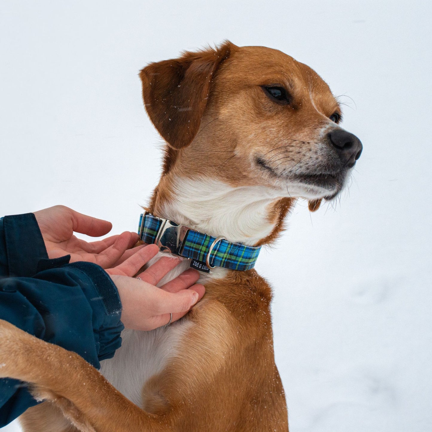 Collier pour Chien Helsinki