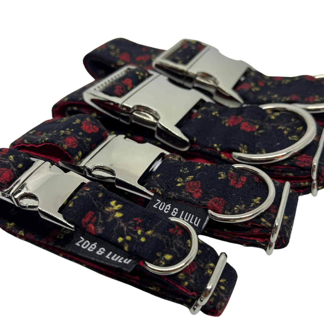 Collier pour Chien Romeo