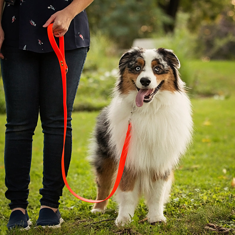 Laisse Splash 1" Simple