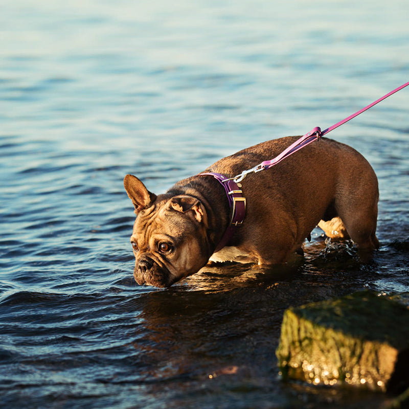 Laisse Splash 5/8" Simple