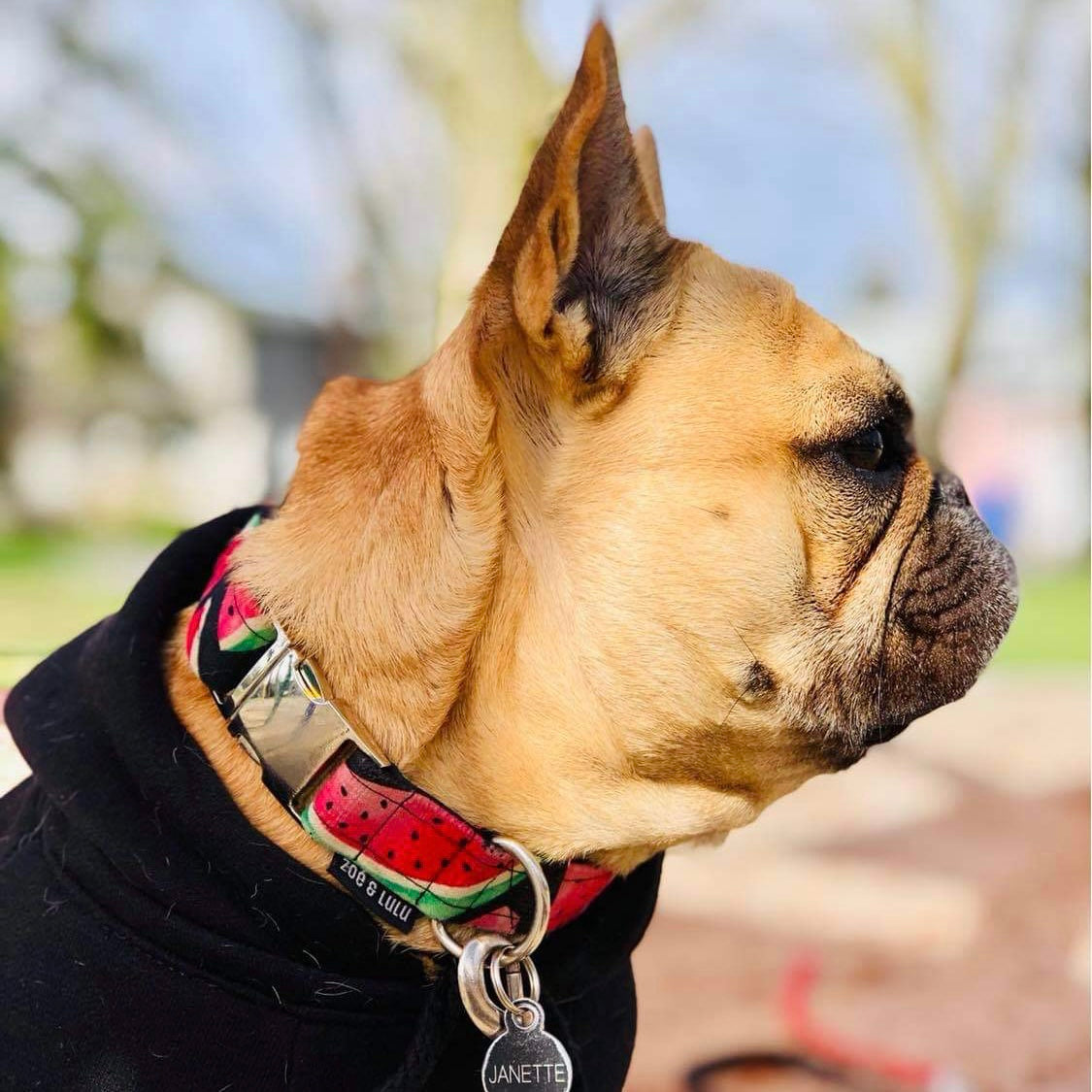 Collier pour Chien Osaka