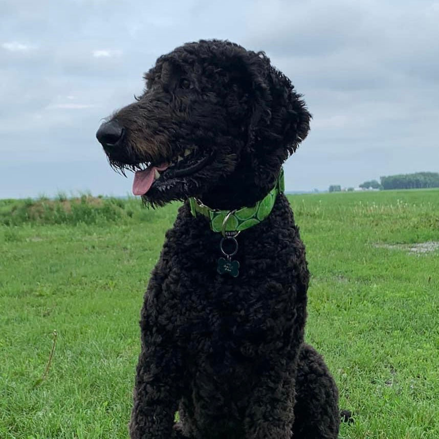 Collier pour Chien Limes