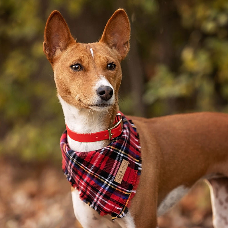 Collier pour Chien Splash 5/8"