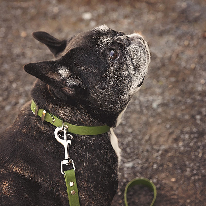 Collier pour Chien Splash 5/8"