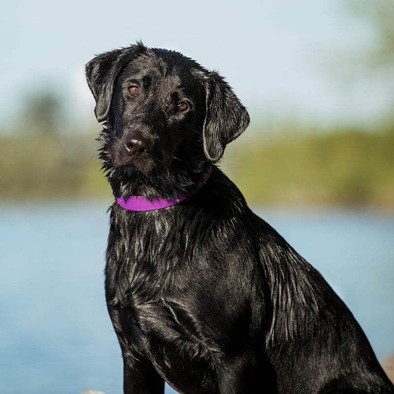 Collier pour Chien Splash 5/8"