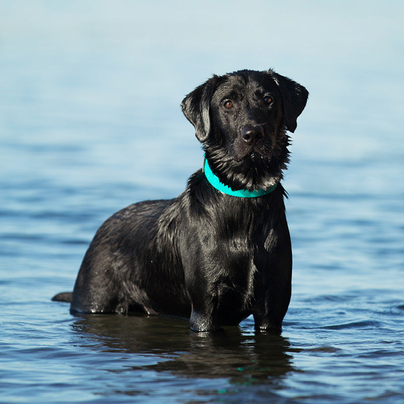 Collier pour Chien Splash 5/8"