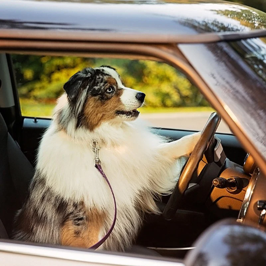 Ceinture de Sécurité pour Animaux