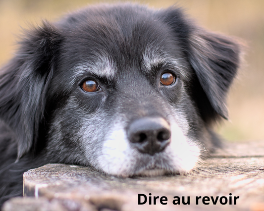 Dire au revoir à son animal : traverser le deuil avec amour