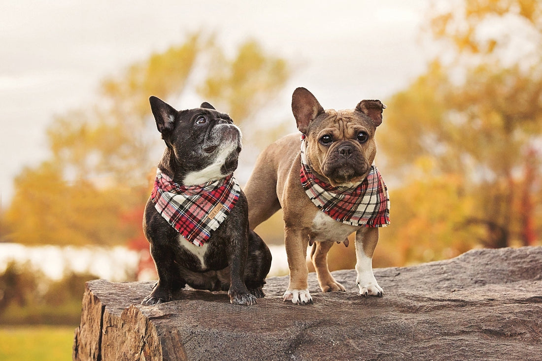 L'histoire derrière Zoé & Lulu