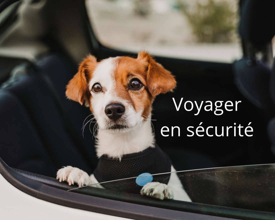Voyager en sécurité avec nos animaux : un geste d'amour et de prévention