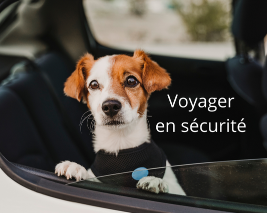 Voyager en sécurité avec nos animaux : un geste d'amour et de prévention