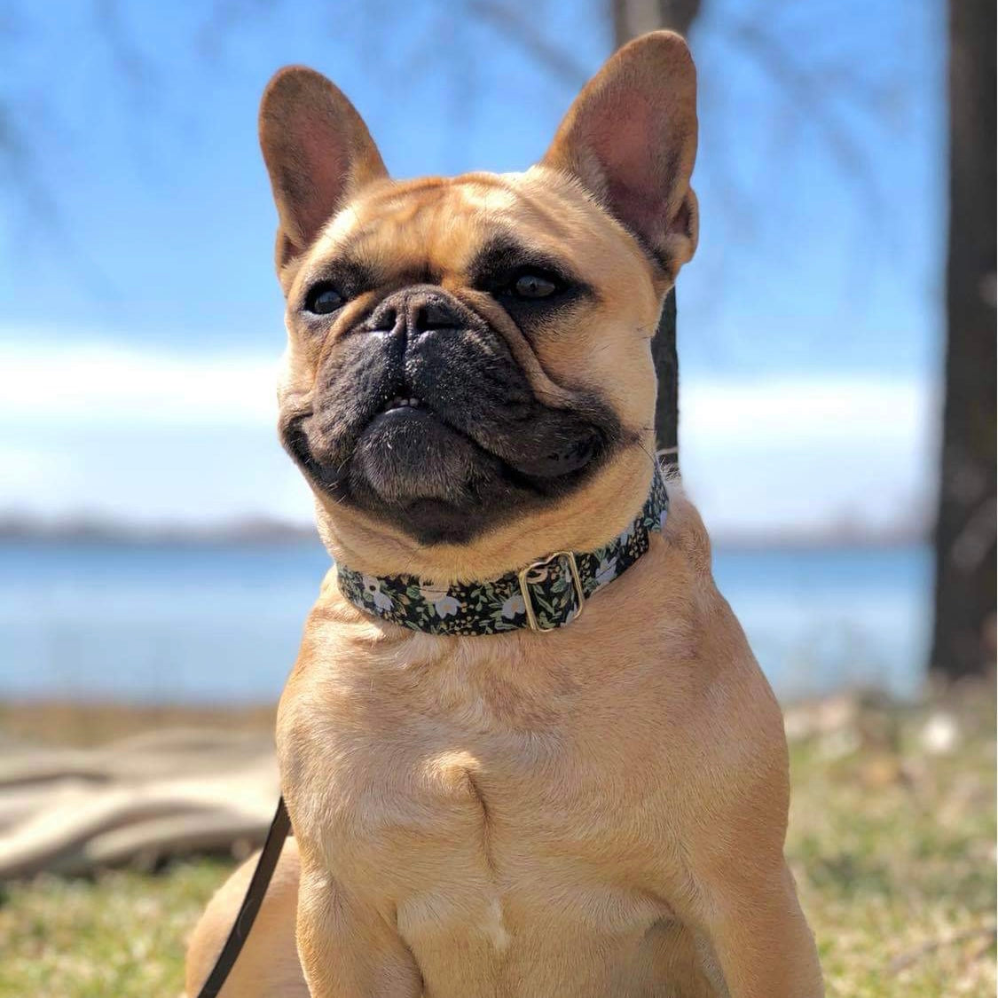 Burgundy Dog Collar