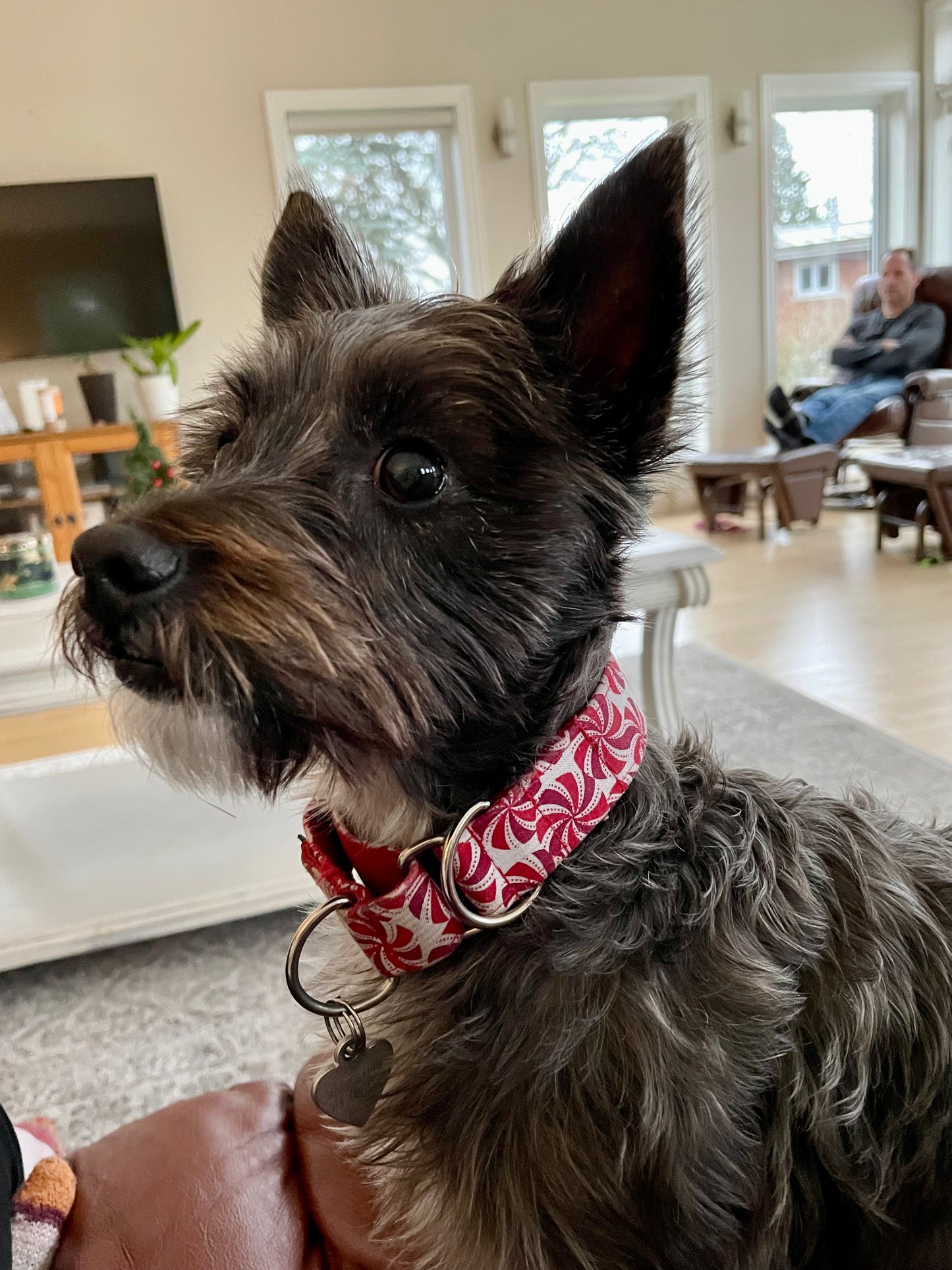 Candy Dog Collar