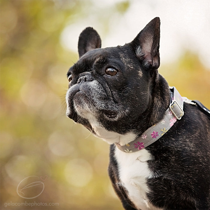 Collier pour Chien Istanbul