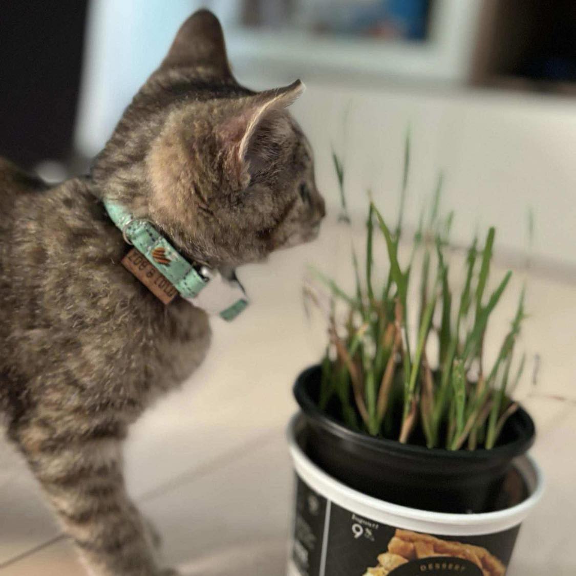 Collier pour Chat Manila
