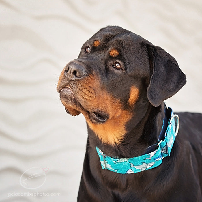 Shark Dog Collar