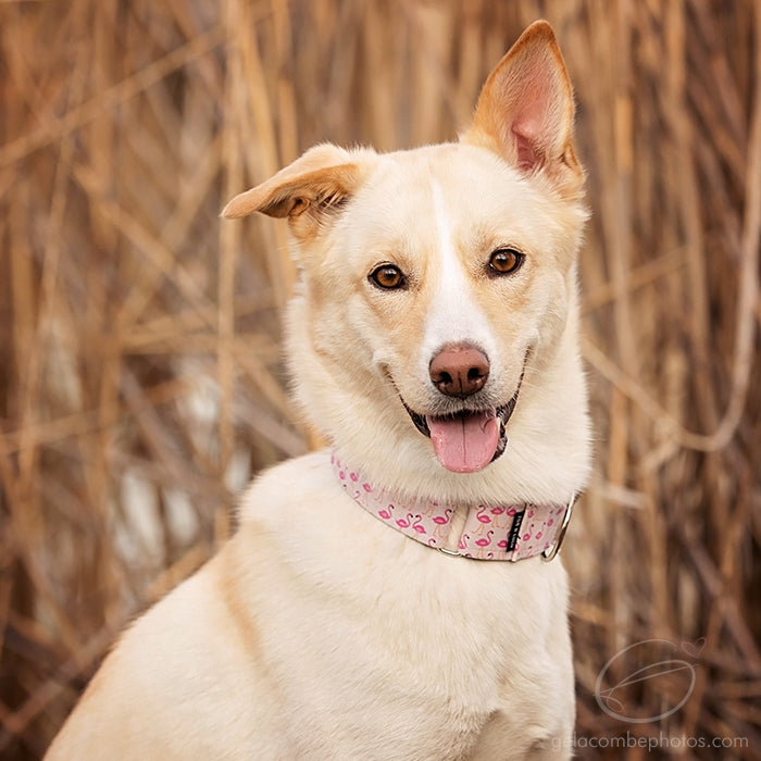 Flamingos Dog Collar