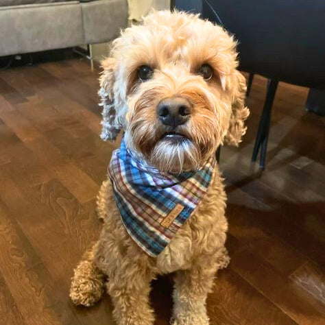 Panama City Tartan Bandana