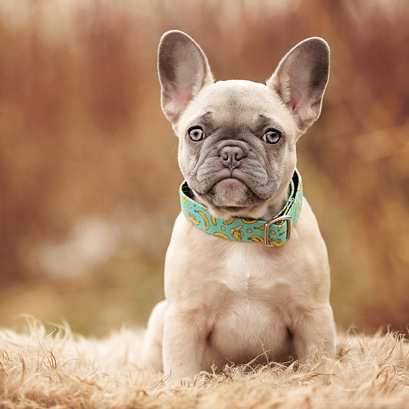 Banana Dog Collar