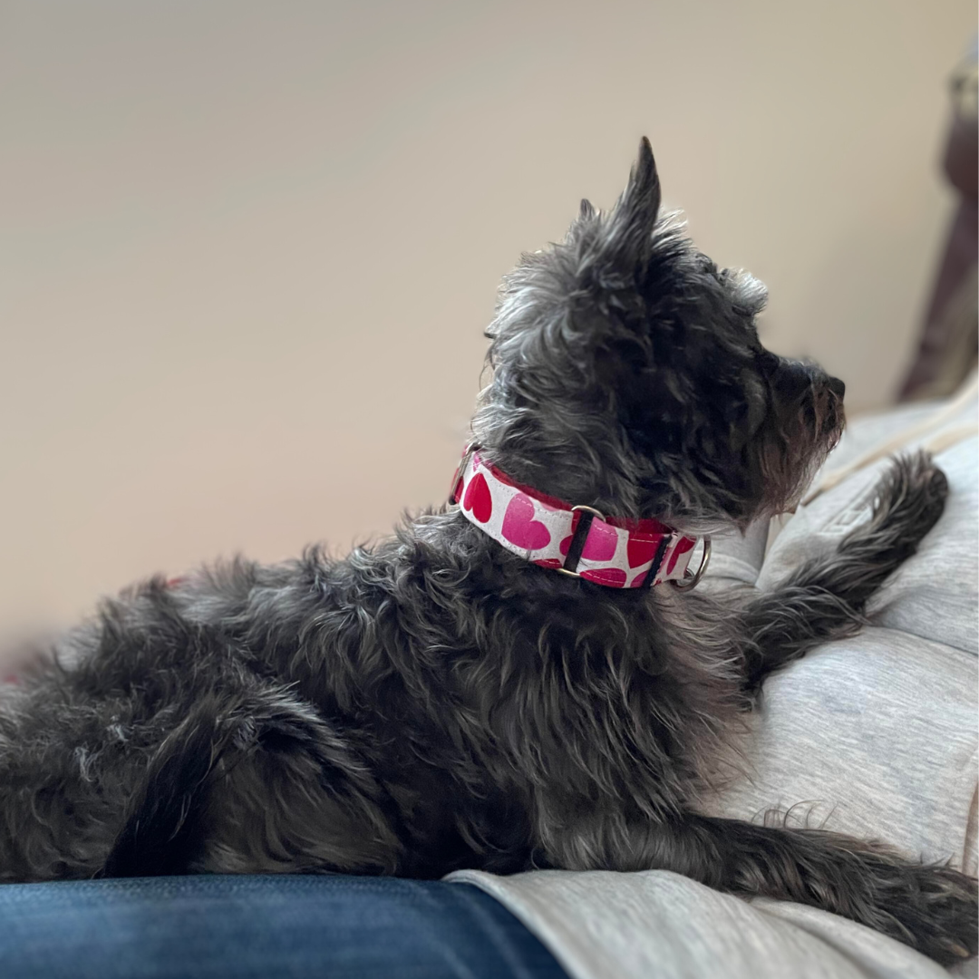 Amore Dog Collar