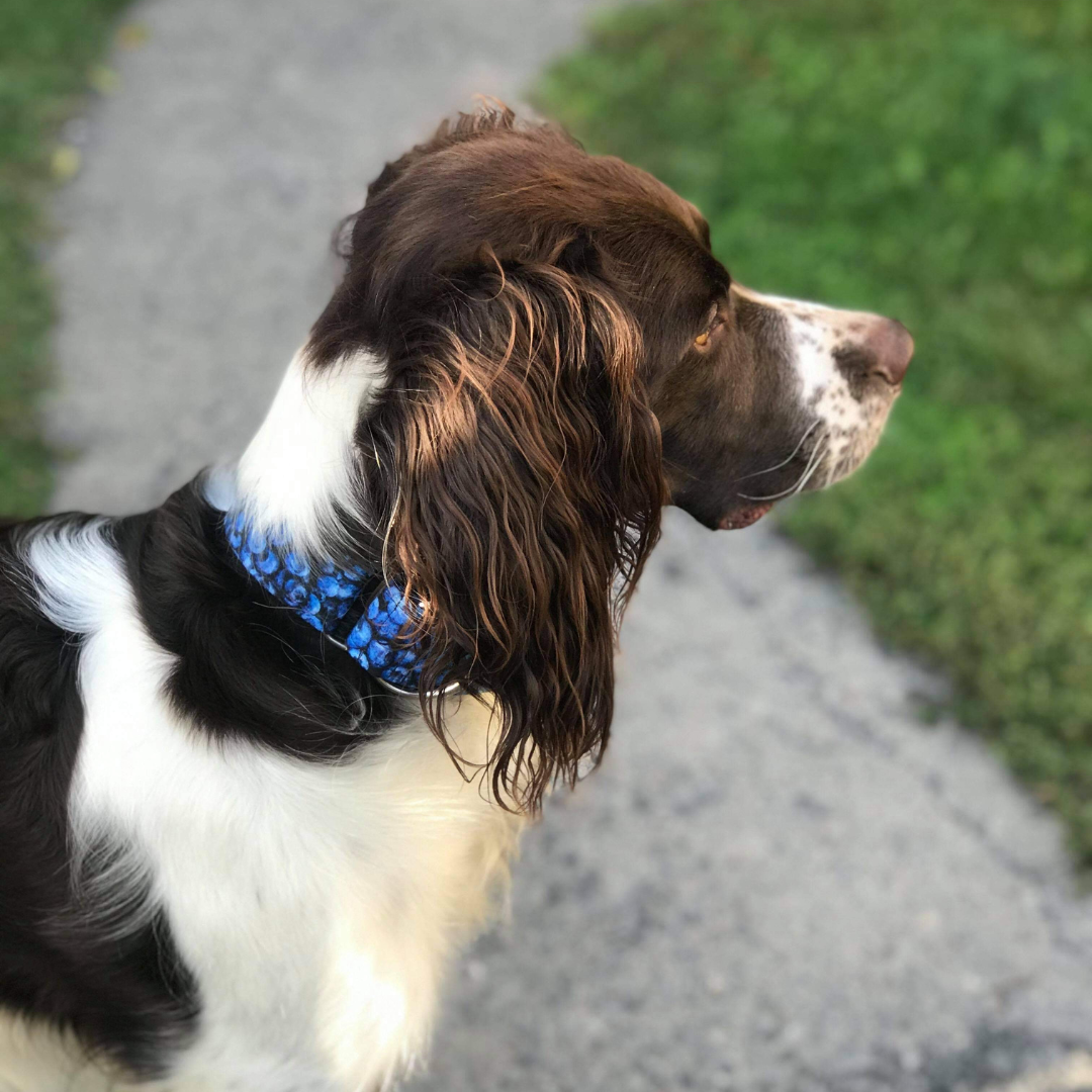 Blueberry dog deals leads