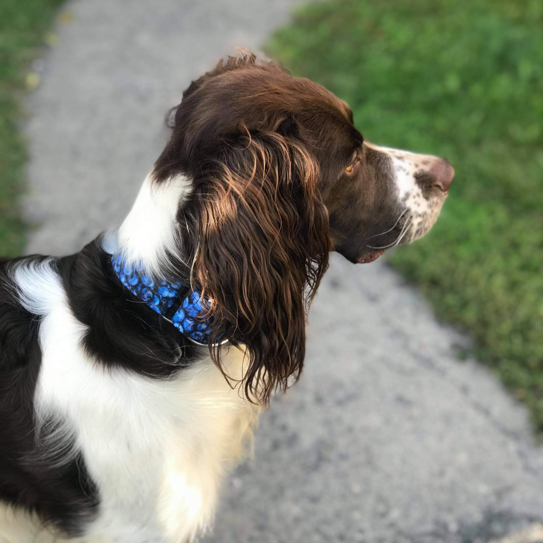 Blueberry 2024 dog collar