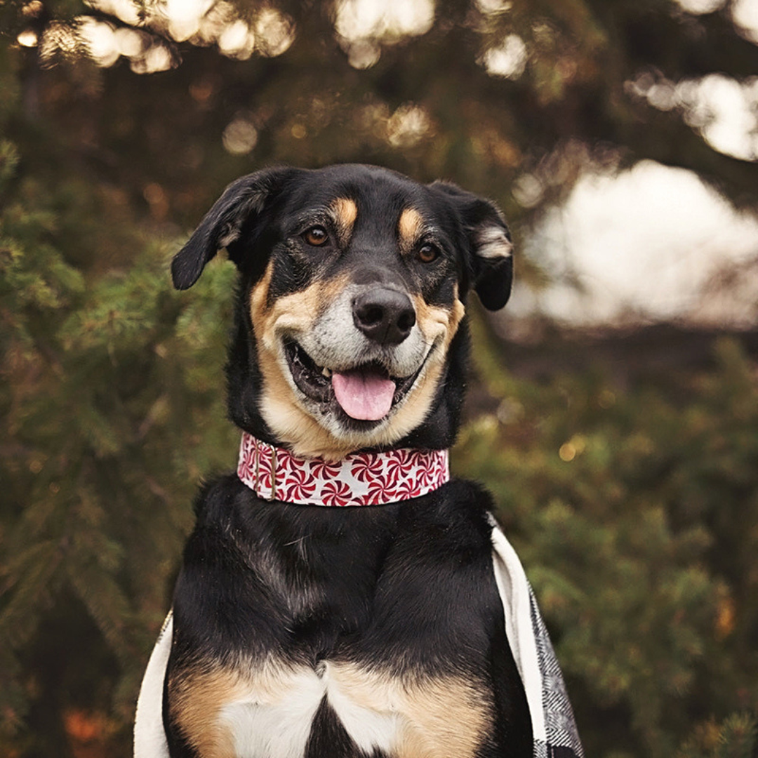 Candy Dog Collar