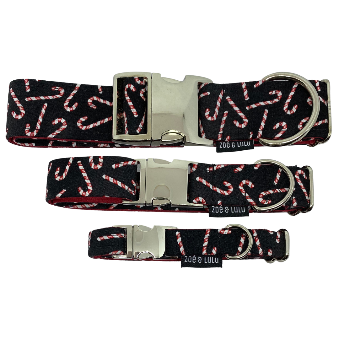 Collier pour Chien Cannes